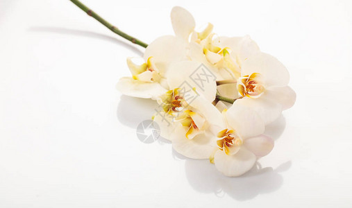 白色背景上孤立的白色兰花图片