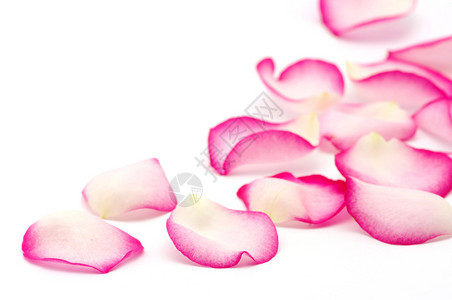 罗萨斯孤立在白色的粉红色玫瑰花瓣背景
