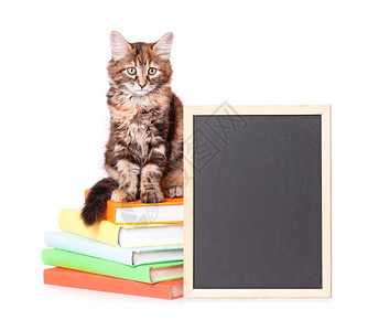 可爱的小猫白色背景上的书和黑板图片