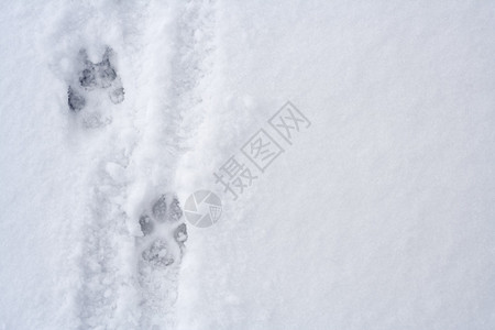 雪地上有动物脚印的维特图片