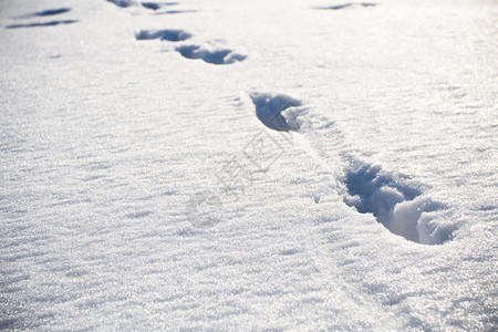 雪地上的动物脚印图片