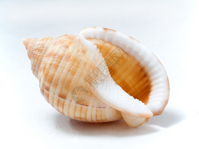 白色背景下海贝壳的特写视图图片