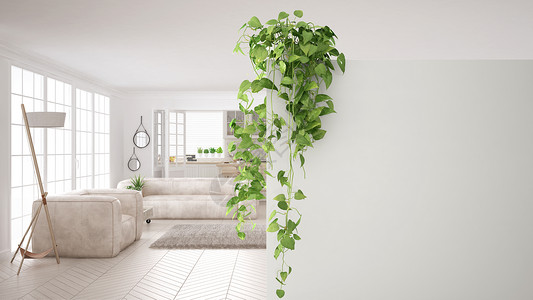 带复制空间的绿色室内设计概念背景带盆栽植物的前景白墙图片