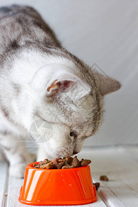 灰猫吃橙色猫碗里的食物图片