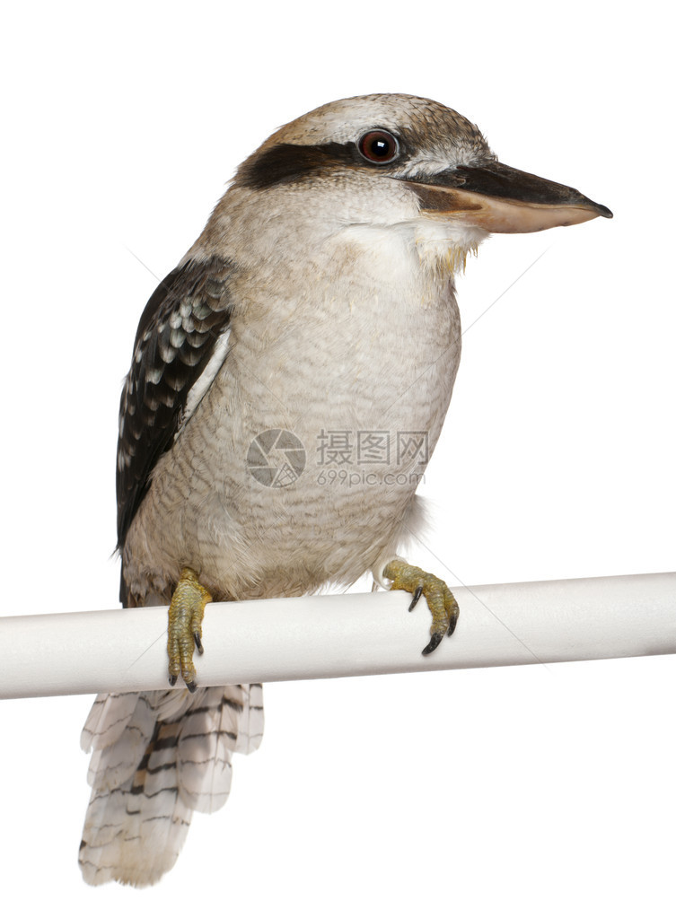 笑Kookaburra图片