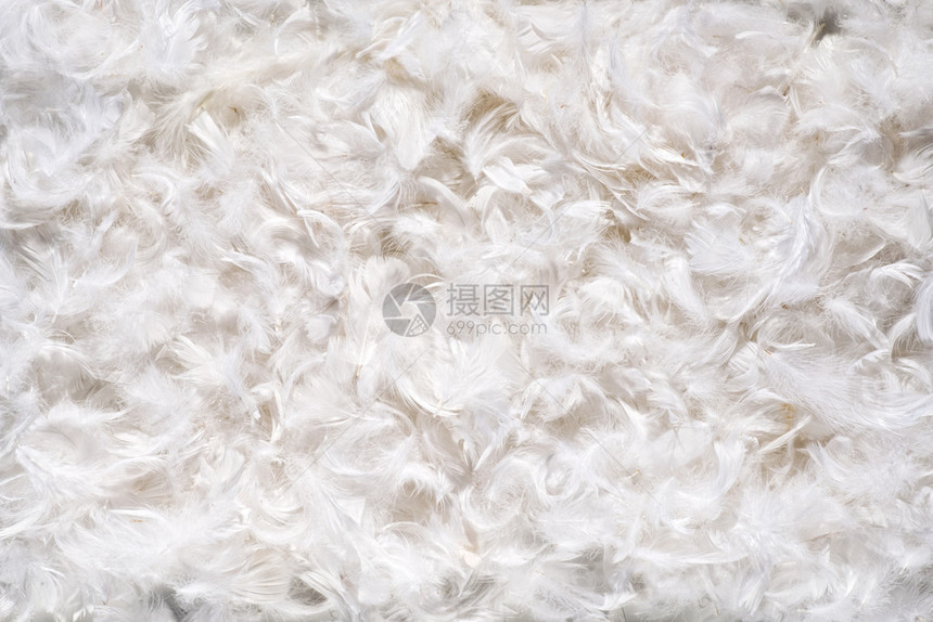 覆盖白色背景全框架覆盖的软卷毛和精细白色鸟织物的图片