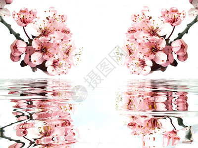 樱花花枝与水中反射的倒影图片