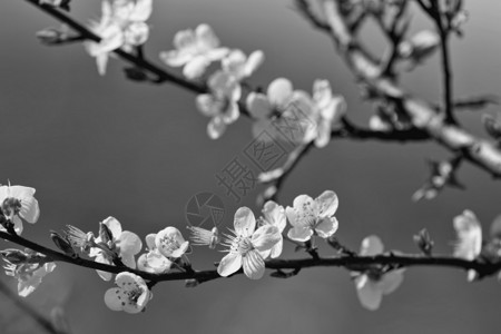 黑白樱花花枝图背景图片
