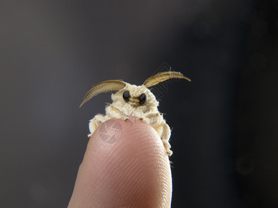 指尖上的蚕蛾图片