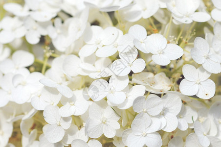 白色霍滕西亚花朵的完整背景古背景图片