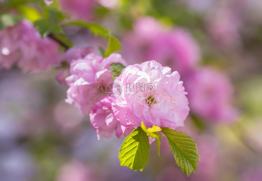 公园里的樱花特写图图片