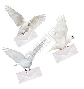 3个白鸽子携带在白色背景图片