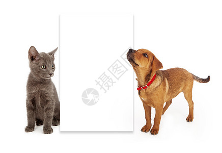 一只小猫和小狗坐在一个空白标牌的旁边图片