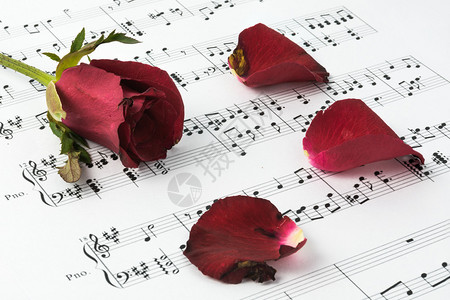 红玫瑰枯萎了带有音符的情歌背景图片