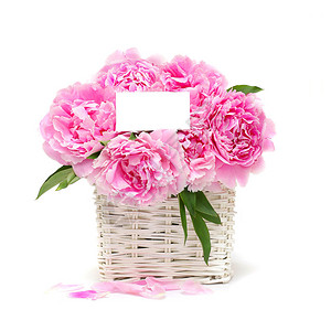 开花的粉红色牡丹鲜花礼物图片