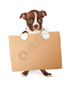 让氧多起来可爱的七周老波士顿Terrier小狗站起来拿着空白纸箱牌标孤立插画