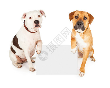 高调两只可爱的大型小狗带着空白标志将文字输入到白色背插画