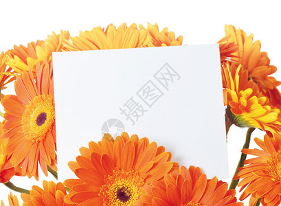 白纸页在白色背景的橙色花朵羽图片