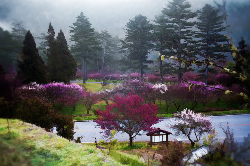 春季樱花树风景图图片