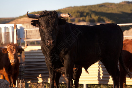 西班牙公牛农场上黑色公设计图片