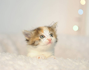 猫咪母子照小可爱小猫咪从白毛椅子上偷看圣诞灯照在背背景