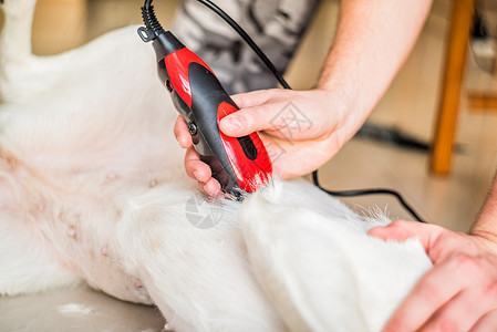 关心宠物修剪狗毛梳理过程图片