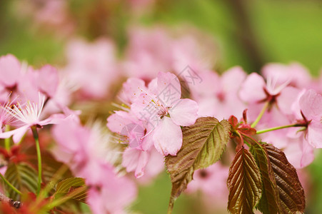 粉色的樱花图片