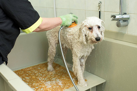 在宠物沙龙或家畜梳妆间洗浴和用喷嘴和喷雾在办图片