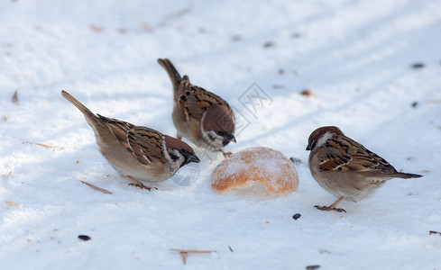 冬天雪地上饥饿的麻雀群图片