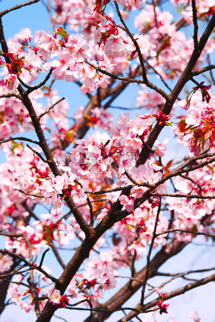 在春天盛情开放的美丽樱花图片