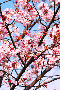 在春天盛情开放的美丽樱花图片