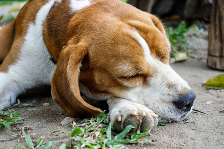 一只小猎犬在草坪上休息背景图片