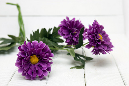 白色木质背景的紫色花朵被隔离图片
