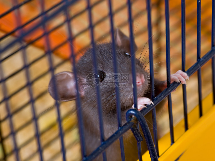 小黑鼠坐在笼子里图片