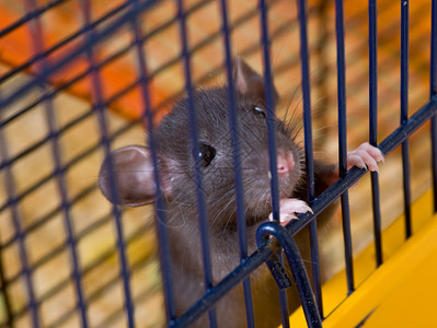 小黑鼠坐在笼子里图片