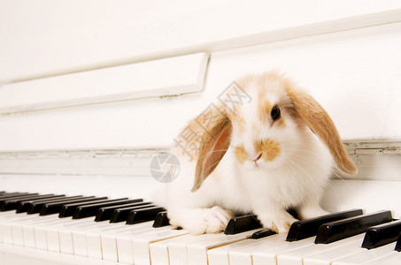 钢琴键上美丽的白兔图片