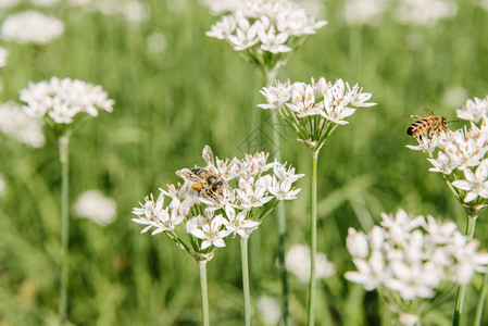 蜜蜂坐在白色田野花上的特写镜头图片
