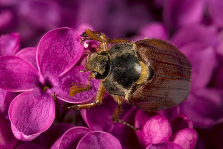 五月臭虫爬上紫丁香鲜花背景图片