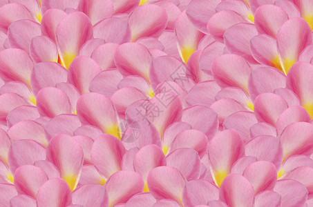 粉红色的花朵为背景花卉壁纸图片