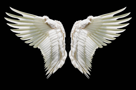 天使翅膀内部白翼羽背景图片