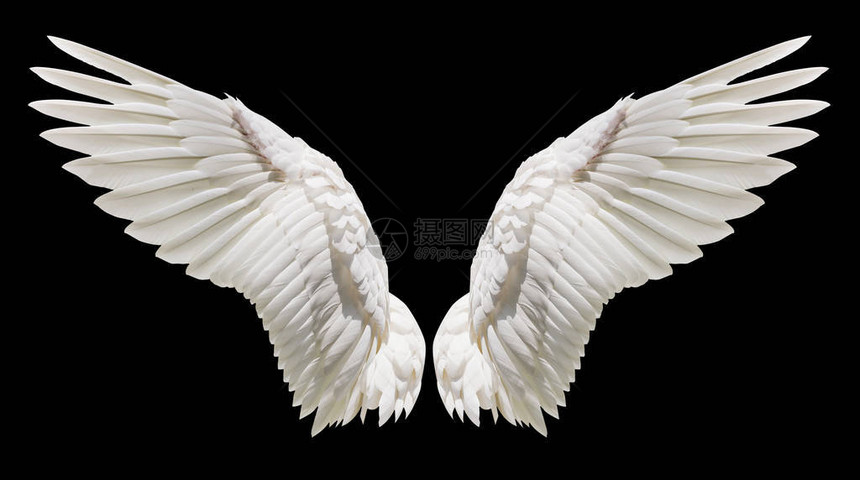 天使翅膀自然白翼羽图片