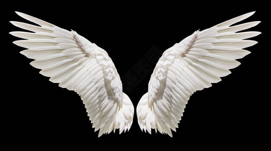 天使翅膀自然白翼羽背景图片