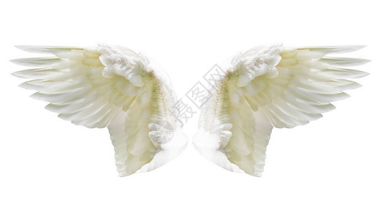 天使翅膀内部白翼羽图片