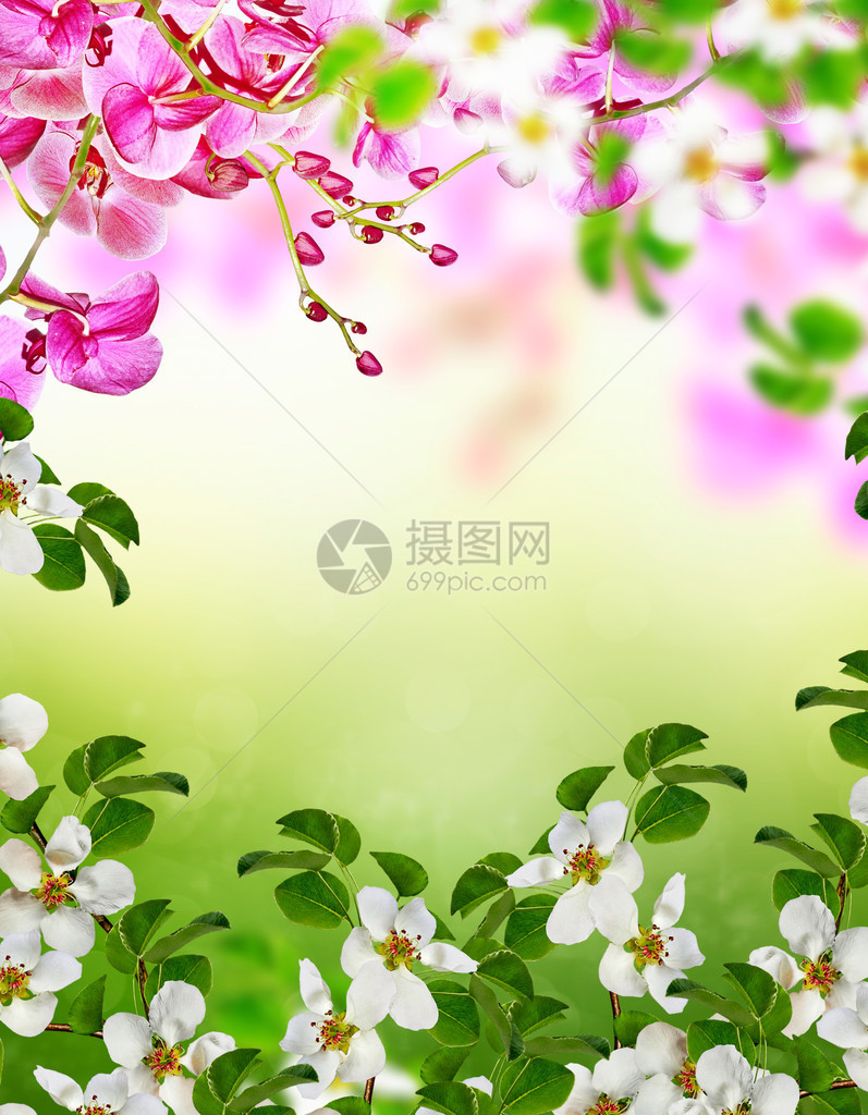 模糊背景前的白色与紫色花枝图片