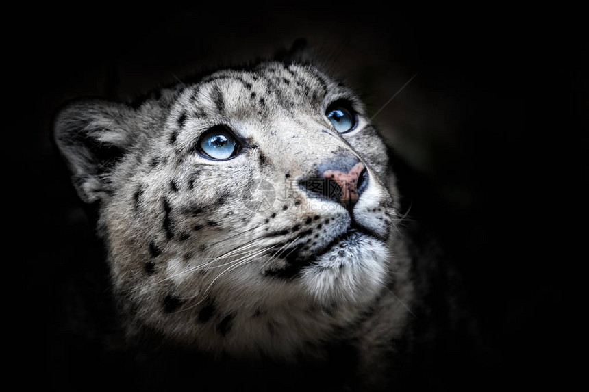 豹脸部肖像伊尔比斯Panthera图片