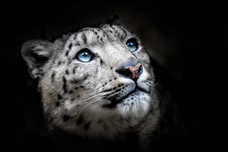 豹脸部肖像伊尔比斯Panthera图片