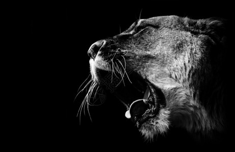 黑白相间的母狮咆哮图片