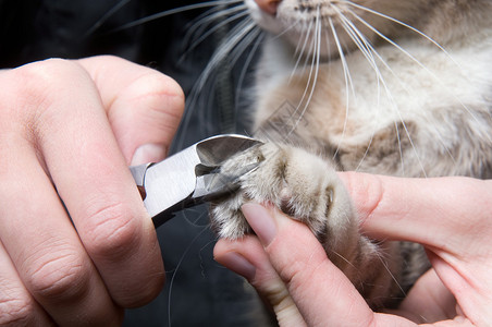 猫的爪子是宠物所关心的图片