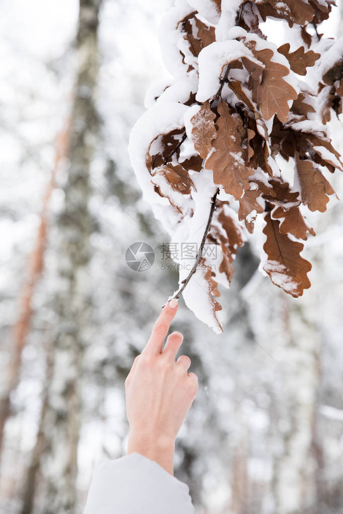 妇女持有树枝树叶覆盖森林积雪的妇图片