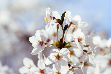 漂亮的一簇白色樱花图片